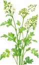 Watercolor painting of Coriander flowers. Ai-Generated