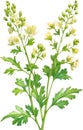 Watercolor painting of Coriander flowers. Ai-Generated