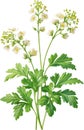 Watercolor painting of Coriander flowers. Ai-Generated