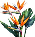 Watercolor painting of Crane Flower (Strelitzia reginae). AI-Generated. Royalty Free Stock Photo