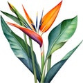 Watercolor painting of Crane Flower (Strelitzia reginae). AI-Generated.