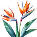 Watercolor painting of Crane Flower (Strelitzia reginae). AI-Generated.