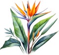 Watercolor painting of Crane Flower (Strelitzia reginae). AI-Generated.