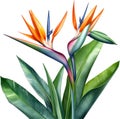 Watercolor painting of Crane Flower (Strelitzia reginae). AI-Generated.