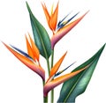 Watercolor painting of Crane Flower (Strelitzia reginae). AI-Generated. Royalty Free Stock Photo