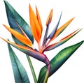 Watercolor painting of Crane Flower (Strelitzia reginae). AI-Generated.