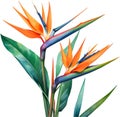 Watercolor painting of Crane Flower (Strelitzia reginae). AI-Generated.