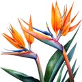 Watercolor painting of Crane Flower (Strelitzia reginae). AI-Generated.