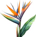 Watercolor painting of Crane Flower (Strelitzia reginae). AI-Generated.