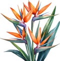 Watercolor painting of Crane Flower (Strelitzia reginae). AI-Generated. Royalty Free Stock Photo