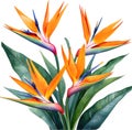 Watercolor painting of Crane Flower (Strelitzia reginae). AI-Generated. Royalty Free Stock Photo