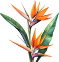 Watercolor painting of Crane Flower (Strelitzia reginae). AI-Generated.