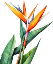 Watercolor painting of Crane Flower (Strelitzia reginae). AI-Generated.
