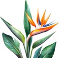 Watercolor painting of Crane Flower (Strelitzia reginae). AI-Generated.