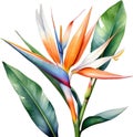 Watercolor painting of Crane Flower (Strelitzia reginae). AI-Generated.