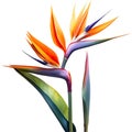 Watercolor painting of Crane Flower (Strelitzia reginae). AI-Generated.