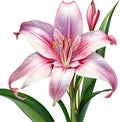 Watercolor painting of Crinum (vlei) lily (Crinum delagoense) flower. AI-Generated.