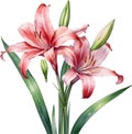 Watercolor painting of Crinum (vlei) lily (Crinum delagoense) flower. AI-Generated.