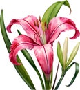 Watercolor painting of Crinum (vlei) lily (Crinum delagoense) flower. AI-Generated.