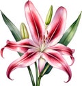 Watercolor painting of Crinum (vlei) lily (Crinum delagoense) flower. AI-Generated.