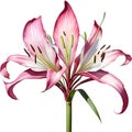 Watercolor painting of Crinum (vlei) lily (Crinum delagoense) flower. AI-Generated.