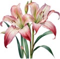 Watercolor painting of Crinum (vlei) lily (Crinum delagoense) flower. AI-Generated.