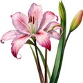 Watercolor painting of Crinum (vlei) lily (Crinum delagoense) flower. AI-Generated.