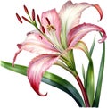 Watercolor painting of Crinum (vlei) lily (Crinum delagoense) flower. AI-Generated.