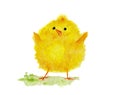Watercolor painting of a cute little yellow Easter chick. Royalty Free Stock Photo