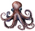 Watercolor and painting cute octopus isolated on white background