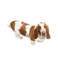 Watercolor painting of cute spotted basset hound dog Royalty Free Stock Photo