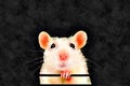 Watercolor painting of cute white pet rat. Black background. Royalty Free Stock Photo