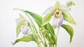 Watercolor Painting of Cypripedium Calceolus on White Canvas AI Generated AI Generated Royalty Free Stock Photo