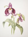 Watercolor Painting of Cypripedium Calceolus on White Canvas AI Generated Royalty Free Stock Photo