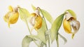 Watercolor Painting of Cypripedium Calceolus on White Canvas AI Generated Royalty Free Stock Photo