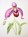 Watercolor Painting of Cypripedium Calceolus on White Canvas AI Generated Royalty Free Stock Photo