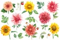 Watercolor painting, dahlias and sunflowers flowers leaves, on a white background, floral elements set. Colorful flora Royalty Free Stock Photo