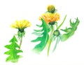 Watercolor painting with dandelions Royalty Free Stock Photo