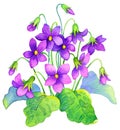 Watercolor painting. Delicate flowers bush forest violet Royalty Free Stock Photo