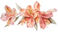 Watercolor painting of delicate pink Alstroemeria flowers with detailed petals and pollen on an isolated background Royalty Free Stock Photo