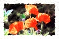 Watercolor painting of detail poppy flower blossom in summer time. frame with dots Royalty Free Stock Photo