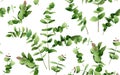 Watercolor painting eucalyptus branches leaves on white.Green leaf seamless pattern background.Watercolor illustration tropical e