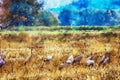 Watercolor painting of european crane duricng autumn bird migration on a field in Havelland region Royalty Free Stock Photo