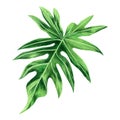 Watercolor painting fern green leaves,palm leaf isolated on white background.Watercolor hand drawn illustration tropical exotic le Royalty Free Stock Photo