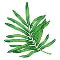 Watercolor painting fern green leaves,palm leaf isolated on white background.Watercolor hand painted illustration tropical exotic Royalty Free Stock Photo