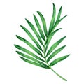 Watercolor painting fern green leaves,palm leaf isolated on white background.Watercolor hand painted illustration tropical exotic Royalty Free Stock Photo