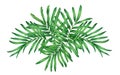 Watercolor painting fern,tropical,green leaves,palm leaf isolated on white background.Watercolor hand painted illustration tropica Royalty Free Stock Photo