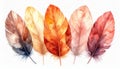 Watercolor Painting of Five Feathers in Various Warm Tones on White Background Royalty Free Stock Photo