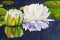 Watercolor painting of floating white waterlily on water