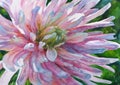 Watercolor painting. Flower aster.